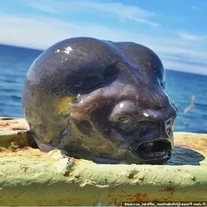 Mysterious Alien-Like Deep Sea Creature Caught by Fisherman - image 2
