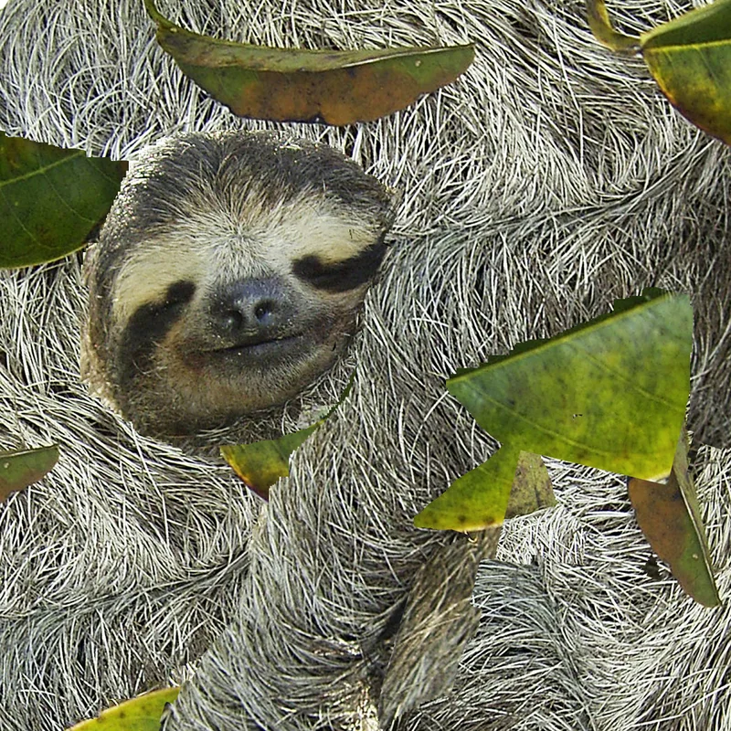 Why Are Sloths So Slow Surprising Science Behind Their Behavior