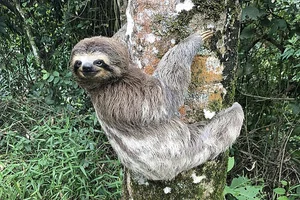 Why Are Sloths So Slow Surprising Science Behind Their Behavior - image 7