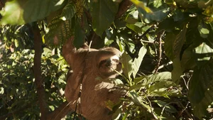Why Are Sloths So Slow Surprising Science Behind Their Behavior - image 5