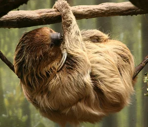 Why Are Sloths So Slow Surprising Science Behind Their Behavior - image 6