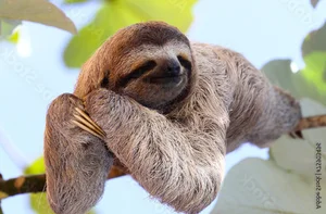 Why Are Sloths So Slow Surprising Science Behind Their Behavior - image 4