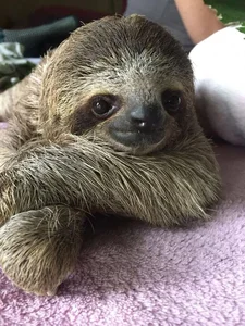 Why Are Sloths So Slow Surprising Science Behind Their Behavior - image 2