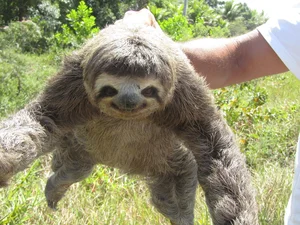 Why Are Sloths So Slow Surprising Science Behind Their Behavior - image 1