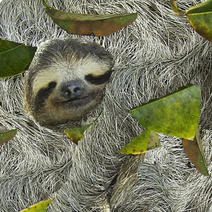 Why Are Sloths So Slow Surprising Science Behind Their Behavior - image 0