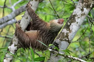 Why Are Sloths So Slow Surprising Science Behind Their Behavior - image 3