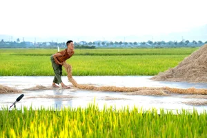 Breathtaking Contemporary Dance Performance in Hoi An Golden Rice Fields - image 1