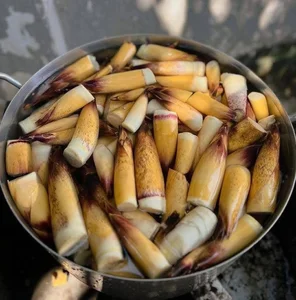 Northwest Bamboo Shoots Spark Online Craze: High Demand for Authentic Mountain Delicacies - image 1