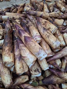 Northwest Bamboo Shoots Spark Online Craze: High Demand for Authentic Mountain Delicacies - image 6