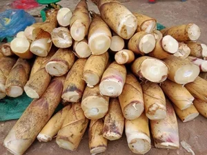 Northwest Bamboo Shoots Spark Online Craze: High Demand for Authentic Mountain Delicacies - image 4