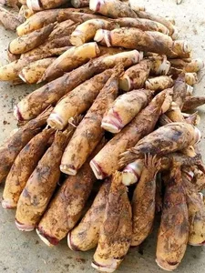 Northwest Bamboo Shoots Spark Online Craze: High Demand for Authentic Mountain Delicacies - image 2