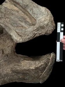 Discovery of a Massive Unknown Creature: New Prehistoric Giant Revealed - image 1