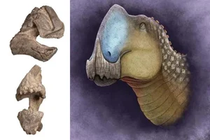 Discovery of a Massive Unknown Creature: New Prehistoric Giant Revealed - image 4