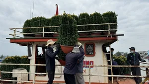 Carrying Tet to Ly Son: Bringing Holiday Joy to the Outpost Island - image 9