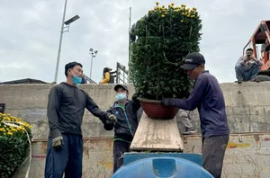 Carrying Tet to Ly Son: Bringing Holiday Joy to the Outpost Island - image 8