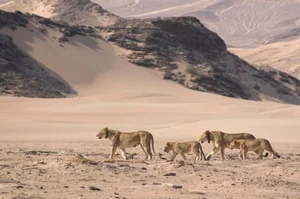 Unveiling the Secrets of the World's Oldest Desert - image 7