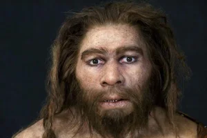 Did Interbreeding Lead to the Extinction of Neanderthals? A Scientific Perspective - image 4