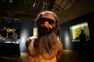 Did Interbreeding Lead to the Extinction of Neanderthals? A Scientific Perspective - image 9