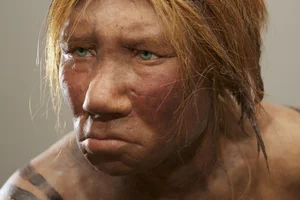 Did Interbreeding Lead to the Extinction of Neanderthals? A Scientific Perspective - image 10