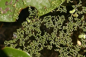 Astonishing Flower Records: The Most Extreme Blooms in Nature - image 3