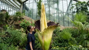 Astonishing Flower Records: The Most Extreme Blooms in Nature - image 0