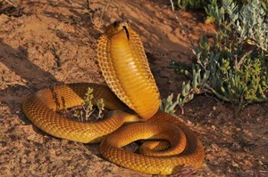 Incredible Snake Intelligence: Fascinating Cognitive Abilities of Reptiles - image 4