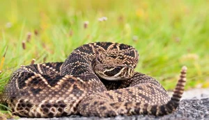 Incredible Snake Intelligence: Fascinating Cognitive Abilities of Reptiles - image 6
