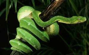 Incredible Snake Intelligence: Fascinating Cognitive Abilities of Reptiles - image 8