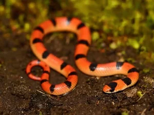 Incredible Snake Intelligence: Fascinating Cognitive Abilities of Reptiles - image 0