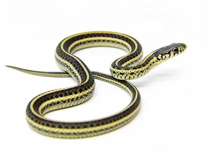 Incredible Snake Intelligence: Fascinating Cognitive Abilities of Reptiles - image 7