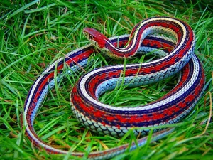 Incredible Snake Intelligence: Fascinating Cognitive Abilities of Reptiles - image 3