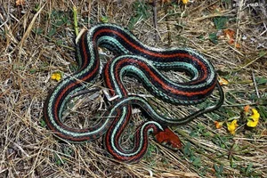 Incredible Snake Intelligence: Fascinating Cognitive Abilities of Reptiles - image 5