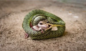 Incredible Snake Intelligence: Fascinating Cognitive Abilities of Reptiles - image 10