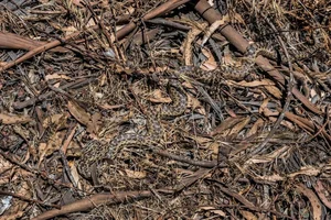 Incredible Snake Intelligence: Fascinating Cognitive Abilities of Reptiles - image 1
