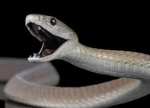 Incredible Snake Intelligence: Fascinating Cognitive Abilities of Reptiles - image 9