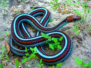 Incredible Snake Intelligence: Fascinating Cognitive Abilities of Reptiles - image 2