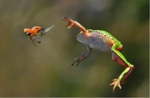 Lost Species Thought Extinct for 30 Years Rediscovered by Strange Sound - image 2