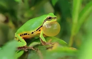 Lost Species Thought Extinct for 30 Years Rediscovered by Strange Sound - image 1