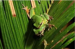 Lost Species Thought Extinct for 30 Years Rediscovered by Strange Sound - image 0