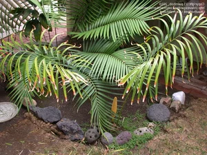 Rare Flora of Hon Ba Nature Reserve: Protecting Red Book Species - image 4