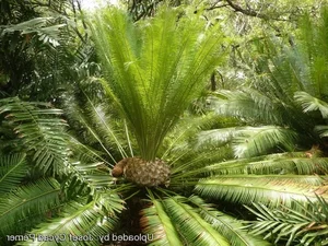 Rare Flora of Hon Ba Nature Reserve: Protecting Red Book Species - image 5