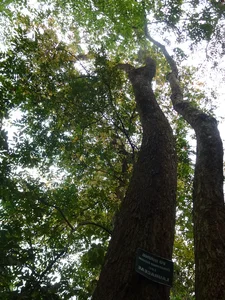 Rare Flora of Hon Ba Nature Reserve: Protecting Red Book Species - image 2