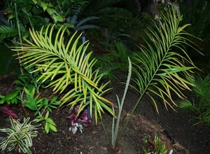 Rare Flora of Hon Ba Nature Reserve: Protecting Red Book Species - image 8