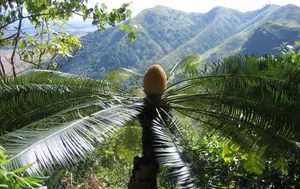 Rare Flora of Hon Ba Nature Reserve: Protecting Red Book Species - image 10