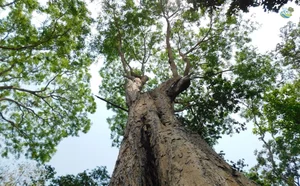 Rare Flora of Hon Ba Nature Reserve: Protecting Red Book Species - image 1