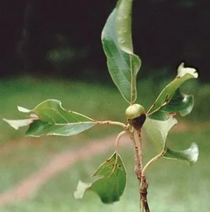Rare Flora of Hon Ba Nature Reserve: Protecting Red Book Species - image 7