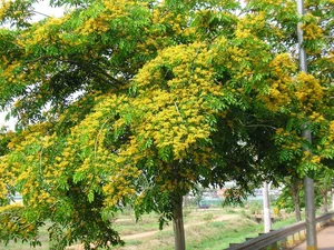 Rare Flora of Hon Ba Nature Reserve: Protecting Red Book Species - image 13