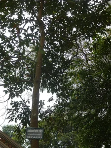 Rare Flora of Hon Ba Nature Reserve: Protecting Red Book Species - image 9