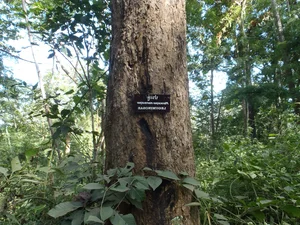 Rare Flora of Hon Ba Nature Reserve: Protecting Red Book Species - image 11
