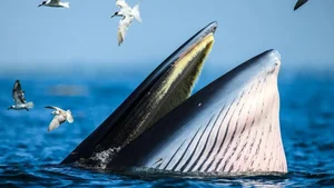 Decoding the Deep: Experts Uncover Secrets of Mysterious Ocean Sounds - image 0